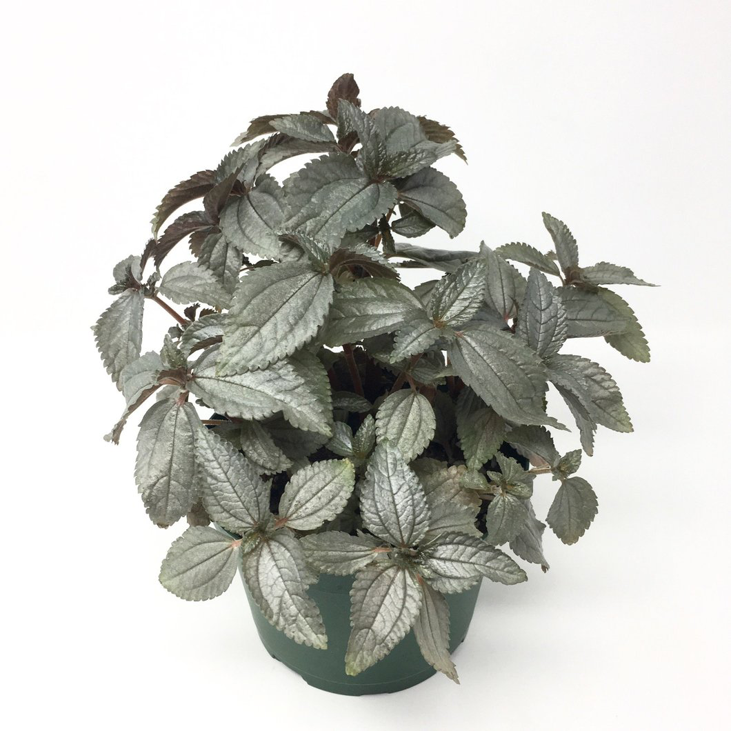 Aluminum Plant plant photo by Kaitlyn named Ellen on Greg, the plant care app.