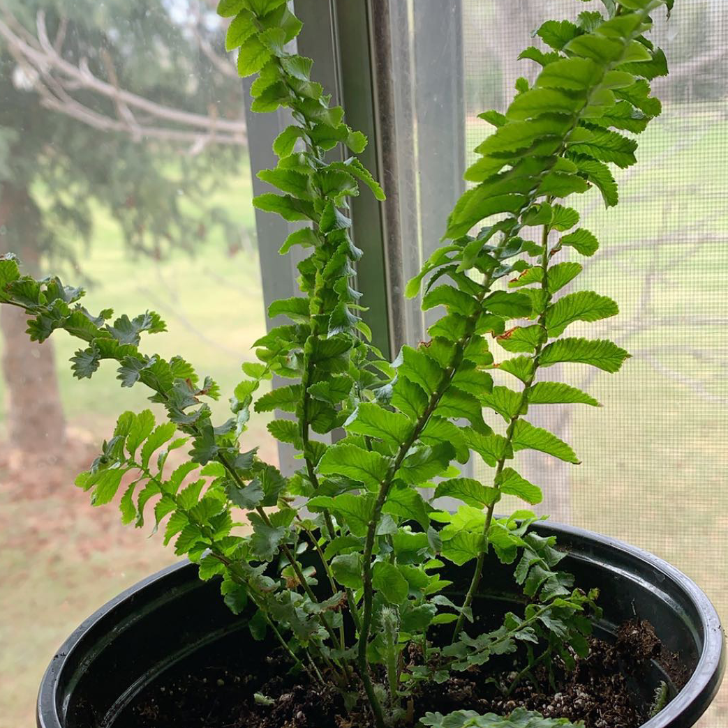 Boston Fern plant photo by Kaitlyn named Rosa on Greg, the plant care app.
