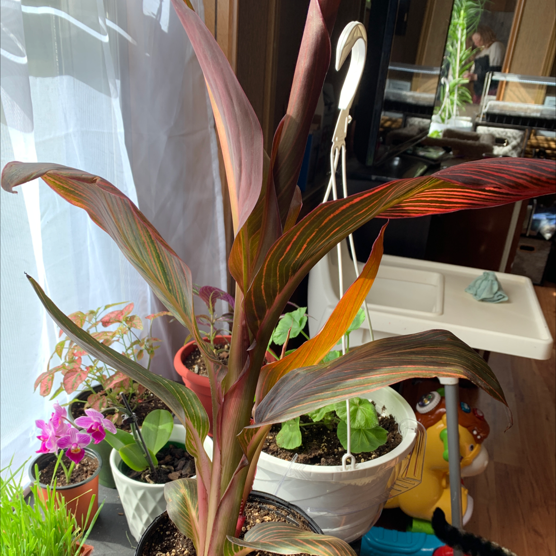 Tropicanna Canna Lily plant photo by Kaitlyn named Queen on Greg, the plant care app.