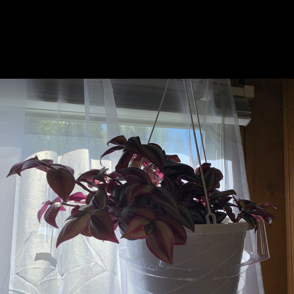 Spiderwort plant photo by Kaitlyn named Emerson on Greg, the plant care app.