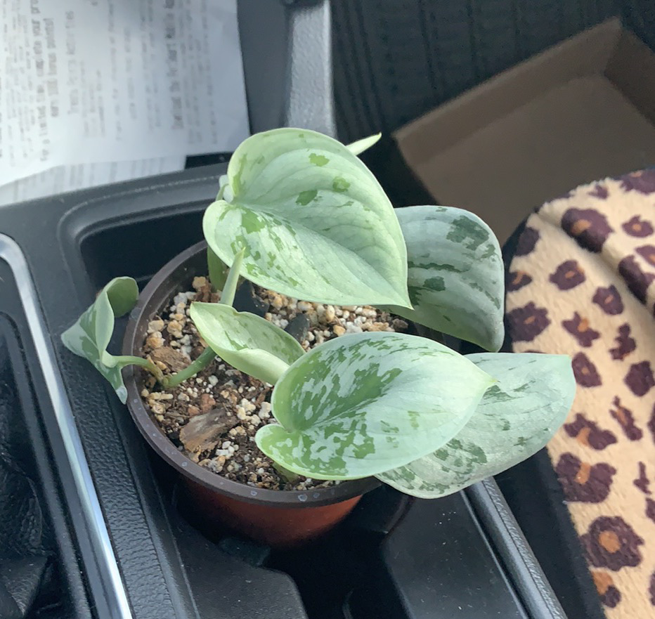 Satin Pothos plant photo by Kaitlyn named Rihanna on Greg, the plant care app.
