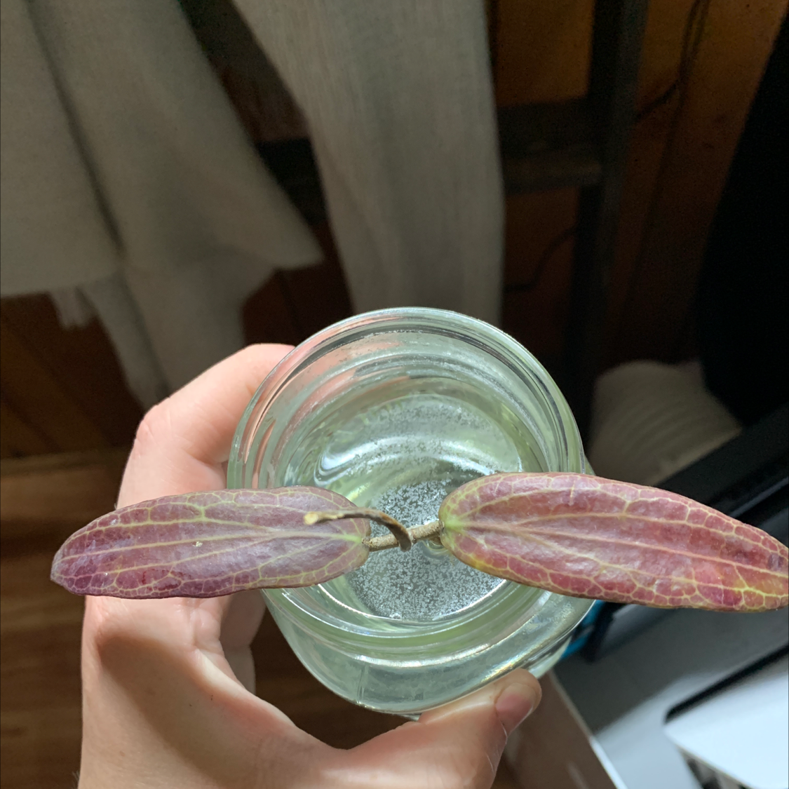 Photo of the plant species Hoya bordenii by Kaitlyn named Sasha on Greg, the plant care app