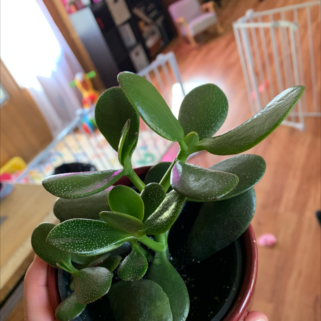 Lucky Plant plant photo by Kaitlyn named Bodhi on Greg, the plant care app.