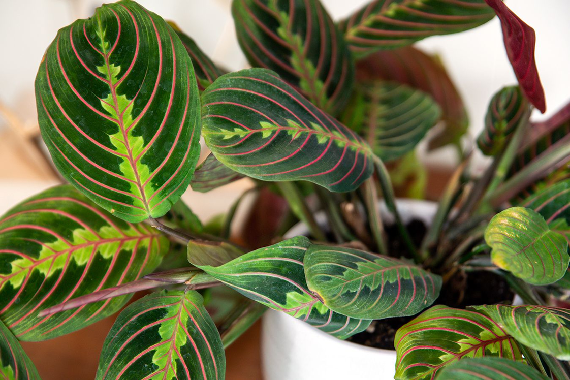 Green Prayer Plant plant photo by Kaitlyn named Judas on Greg, the plant care app.