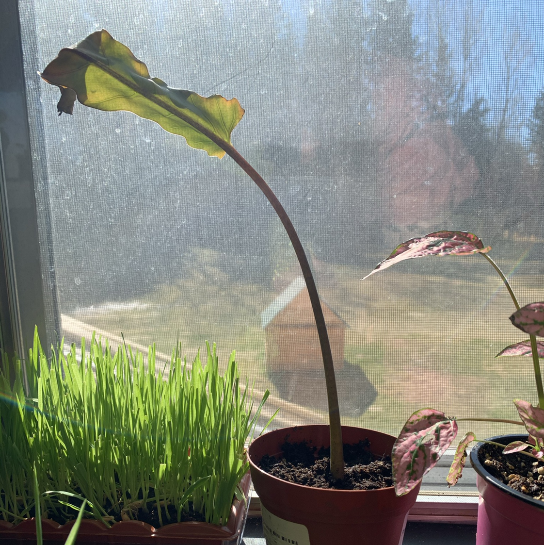 Potted Purple Sword plant with yellowing and browning leaf near a window.