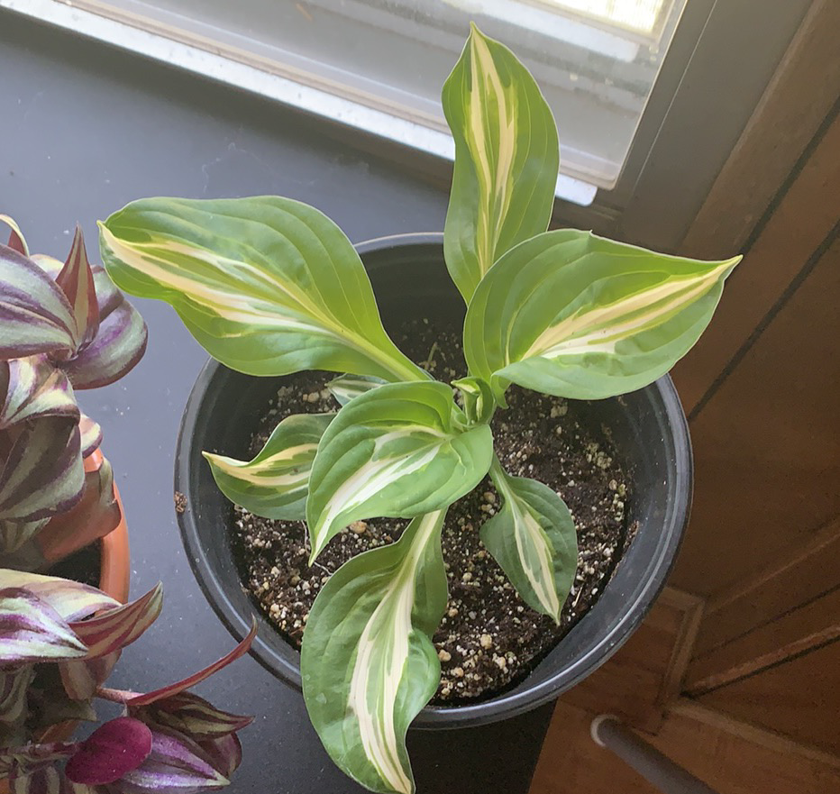 Plantain Lily plant photo by Kaitlyn named Wall-E on Greg, the plant care app.
