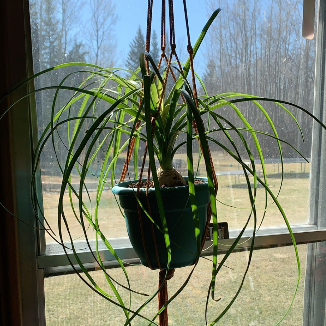 Ponytail Palm plant photo by Kaitlyn named Nemo on Greg, the plant care app.