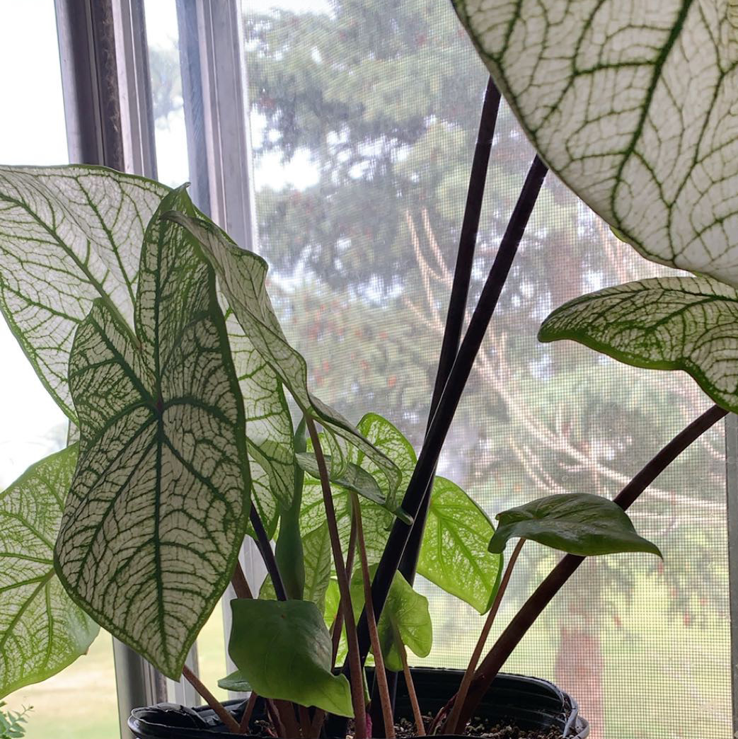 Caladium Gingerland plant photo by Kaitlyn named da Vinci on Greg, the plant care app.