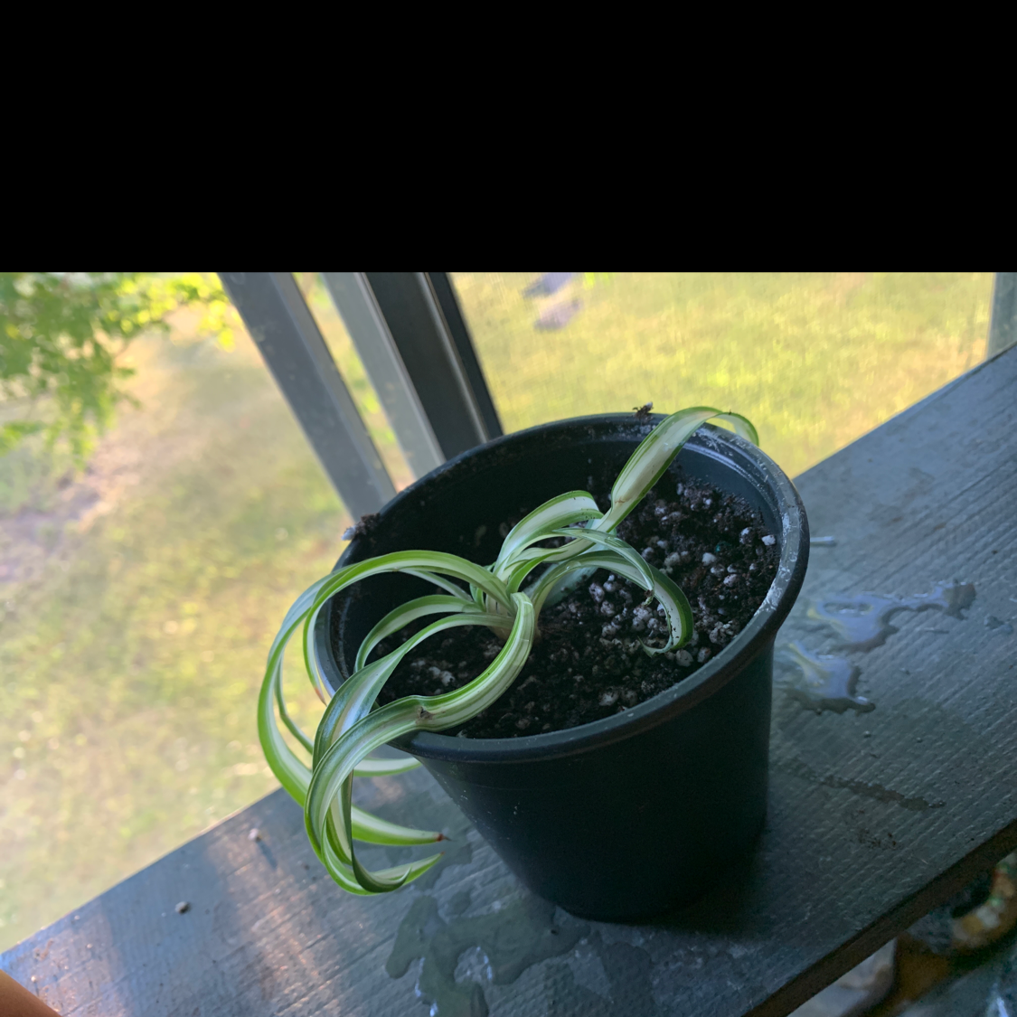 Curly Spider Plant in a black pot on a windowsill with healthy green leaves.