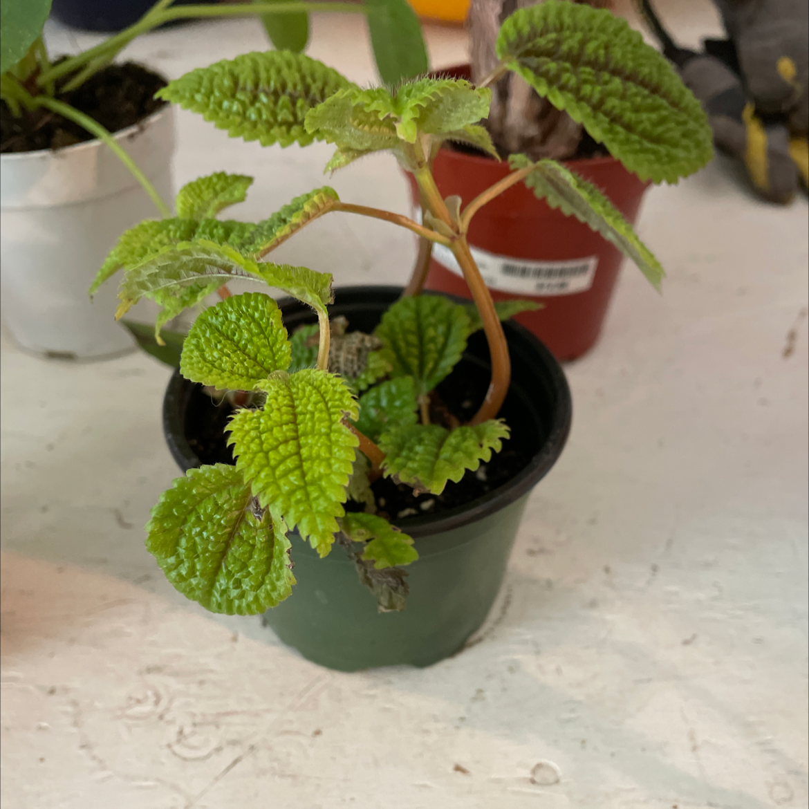 Pilea mollis plant in a small pot with vibrant green leaves. Soil is visible.