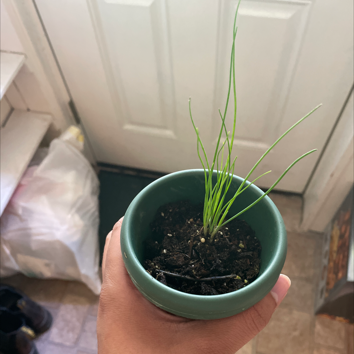 Potted Wild Chives plant held by a hand, with visible soil and green leaves.