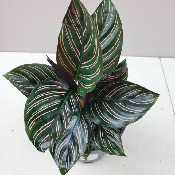 Photo of the plant species Pinstripe Calathea by Anissa named pinstripe calathea on Greg, the plant care app