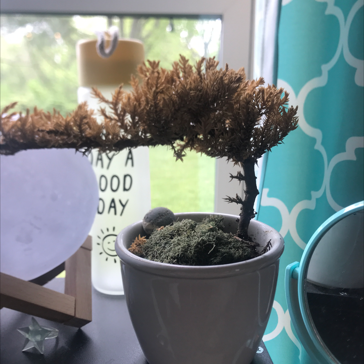 Japanese Garden Juniper in a pot with significant browning, indicating potential health issues.
