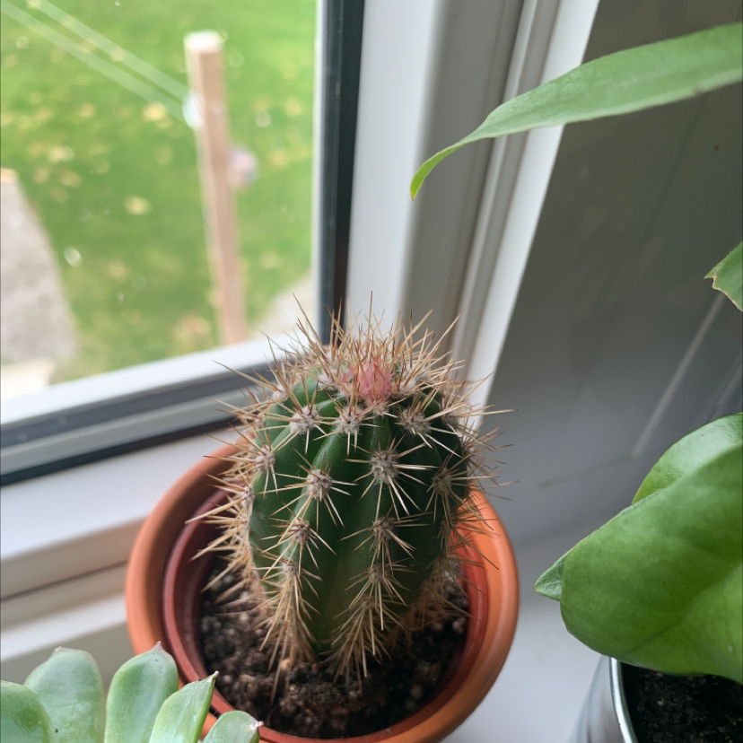 Scarlet Hedgehog Cactus in a pot by a window, with visible soil and no signs of disease.