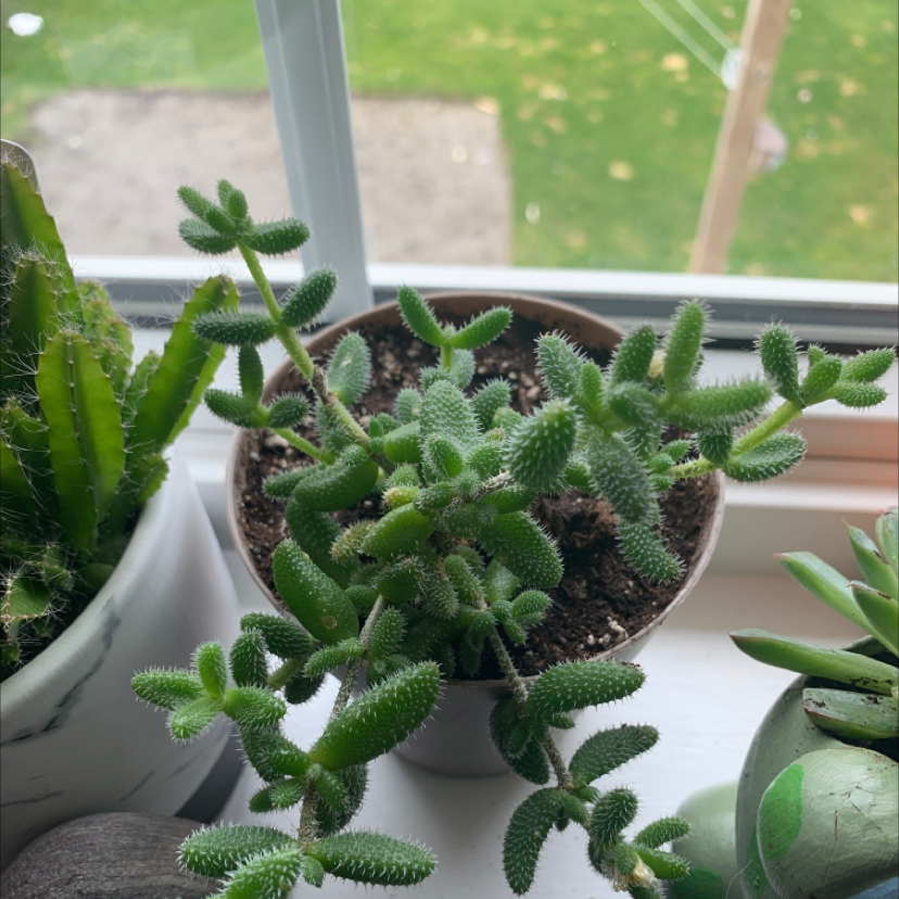 Pickle Plant in a pot on a windowsill, healthy with visible soil.