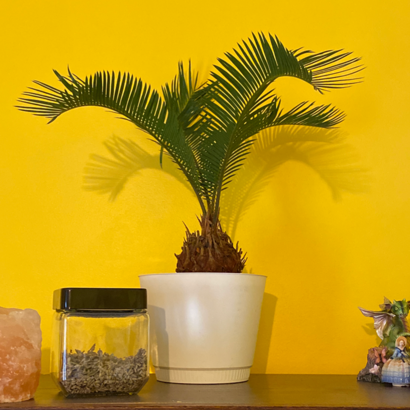 Photo of the plant species Sago Palm by @SunMoonMonster named Apollo on Greg, the plant care app