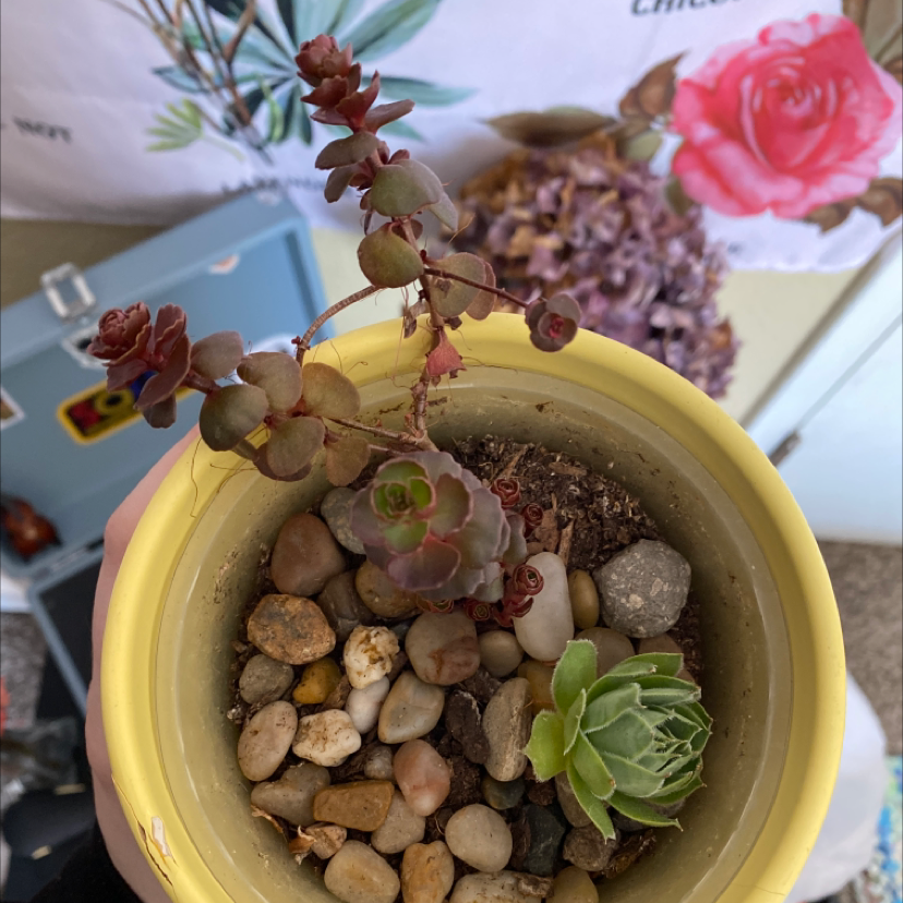 Potted Two-Row Stonecrop with pebbles, some leaves showing browning and yellowing.