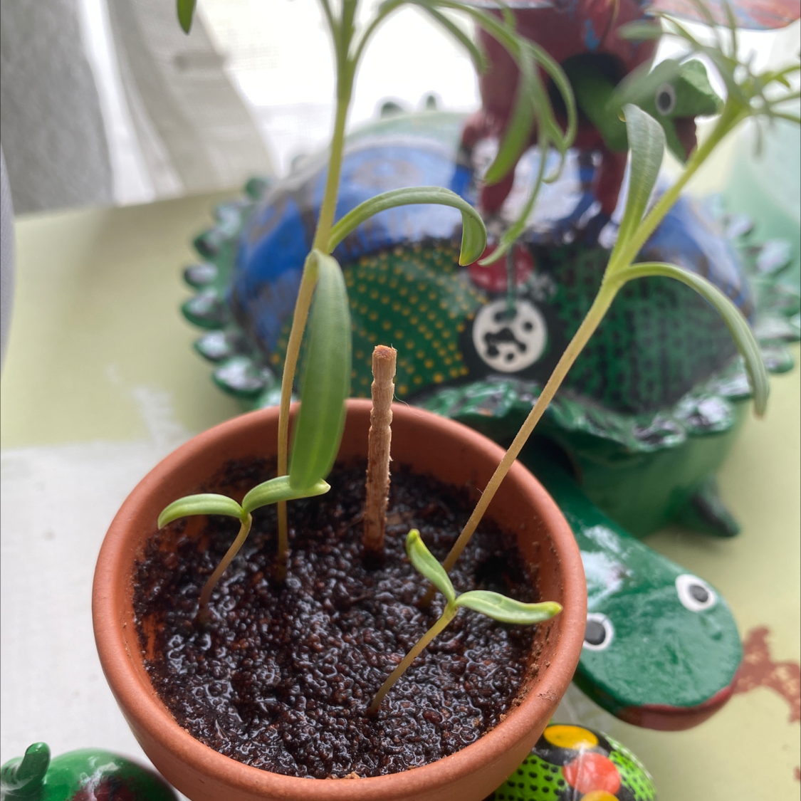 Sulphur Cosmos seedlings in a small pot with moist soil.