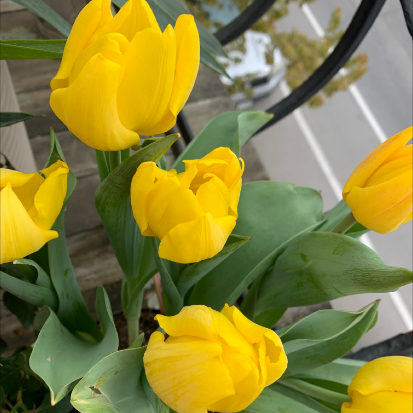🌡 What Temperature Does My Garden Tulip Need?