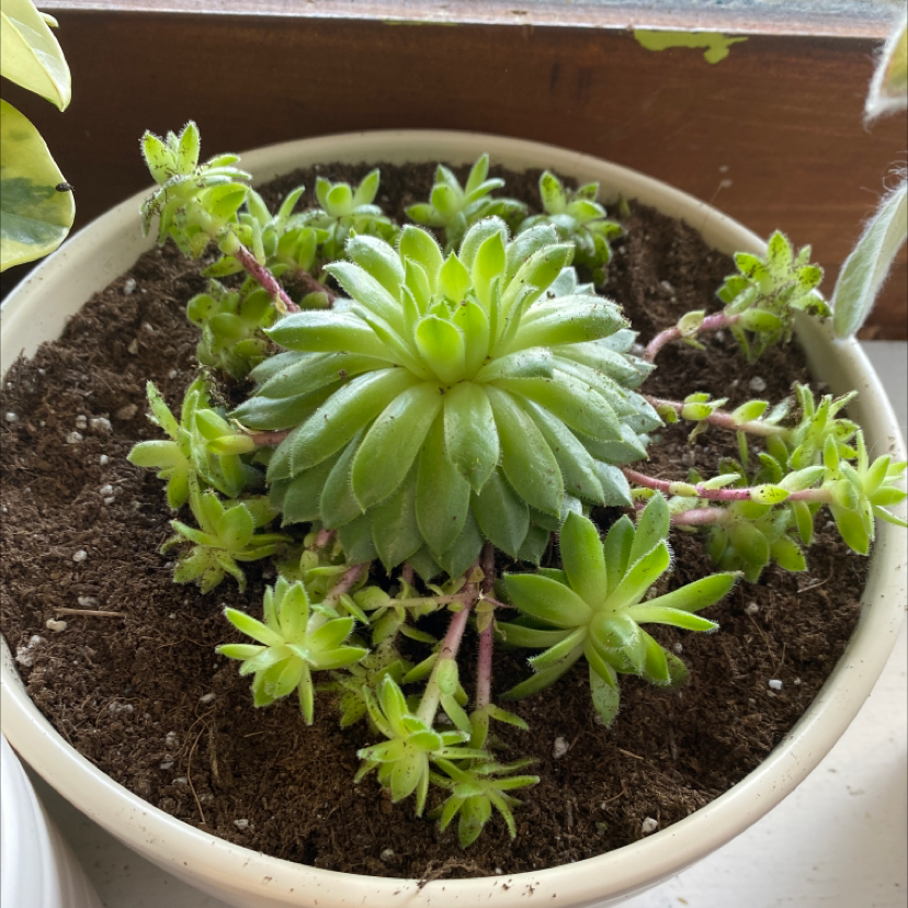 Hens and Chicks plant photo by Payton named momma on Greg, the plant care app.