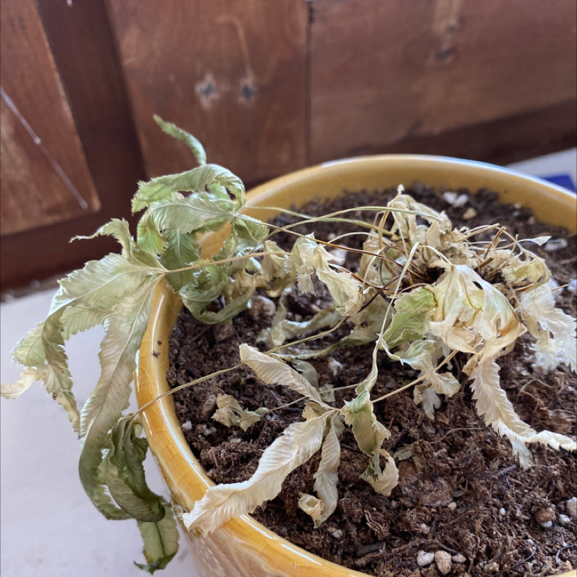 A potted Brake Fern with significant leaf discoloration and wilting, indicating poor health.