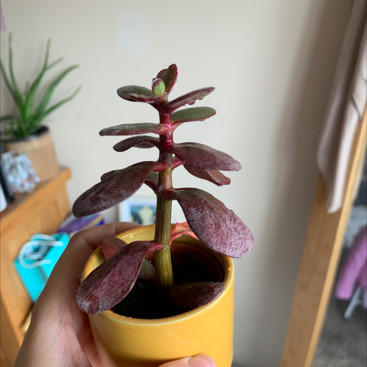 Lucky Plant plant photo by @Emmaleaflover named Dave on Greg, the plant care app.