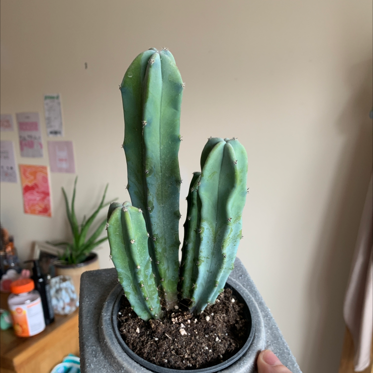 Photo of the plant species Blue Myrtle Cactus by @Emmaleaflover named Bob on Greg, the plant care app
