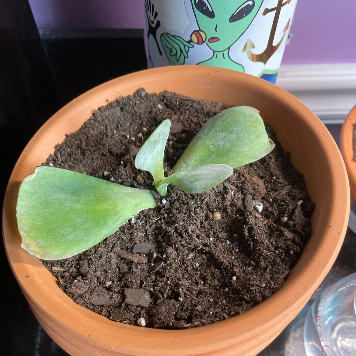 Marnier's Kalanchoe plant in a terracotta pot with visible soil and green leaves.