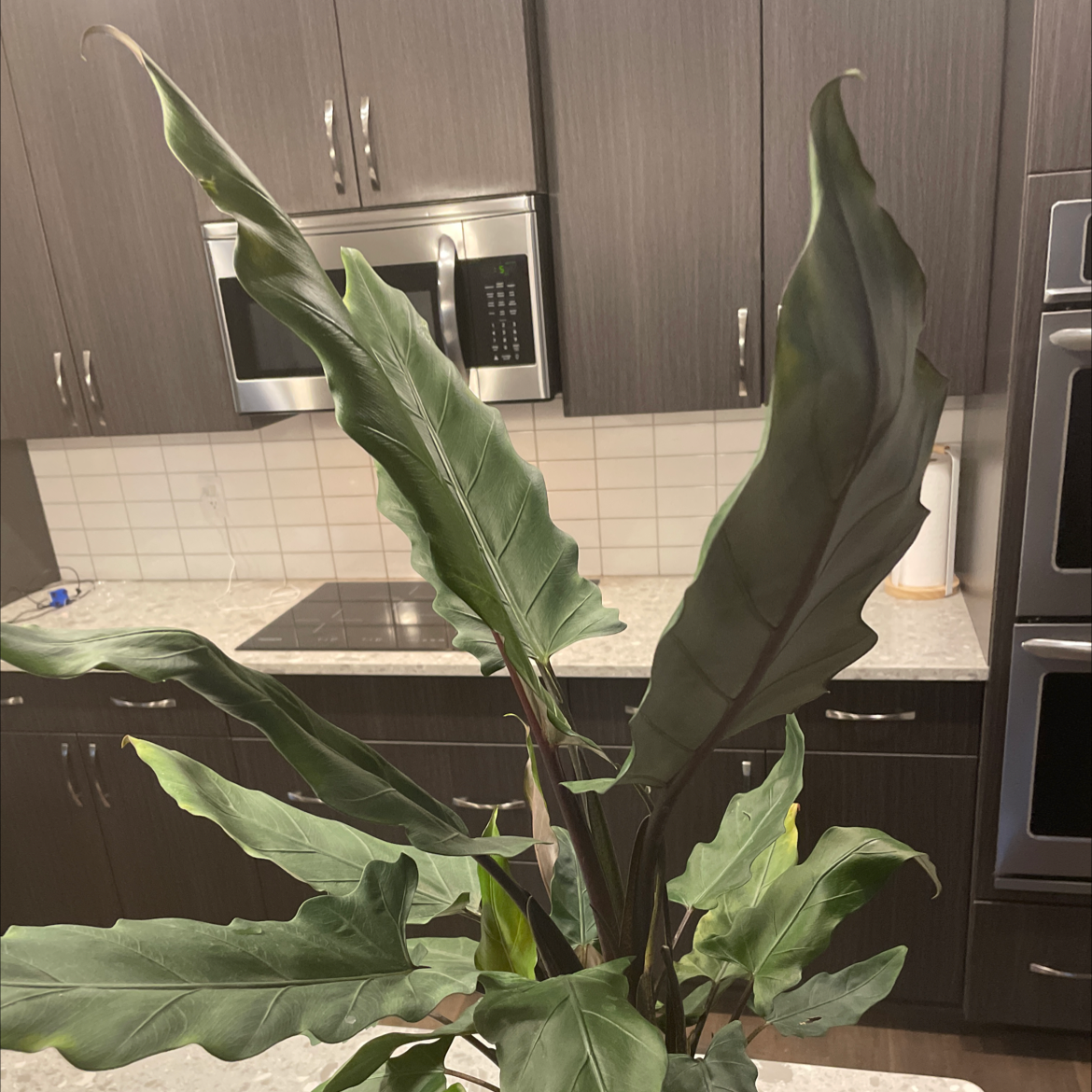 Bird's nest anthurium plant with large, dark green leaves in a kitchen setting.