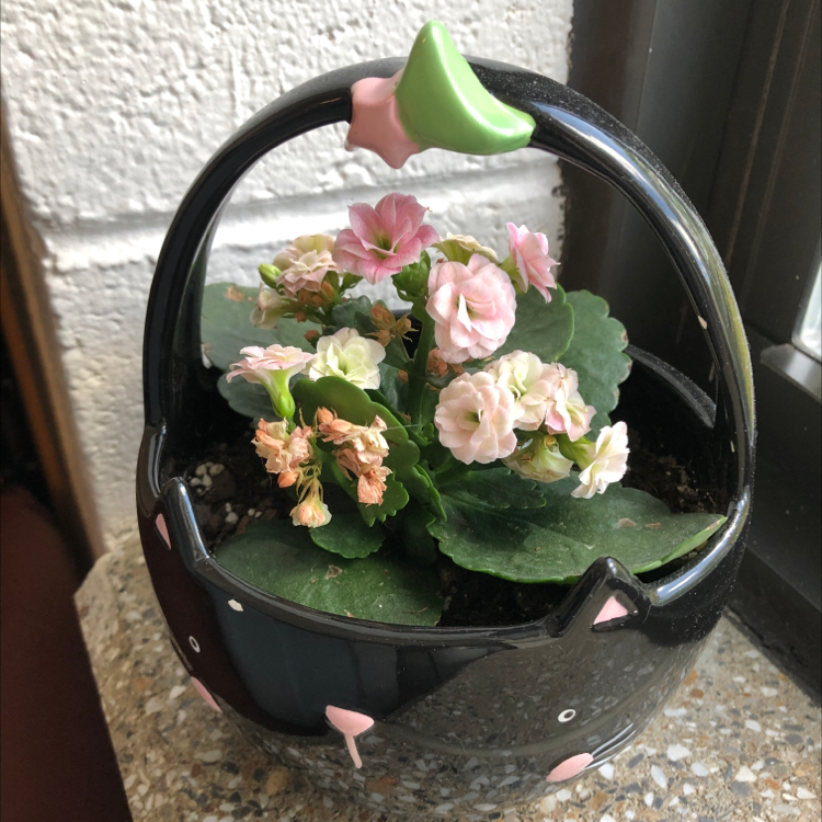 Florist Kalanchoe plant photo by @Arwen named Flaming Katy on Greg, the plant care app.