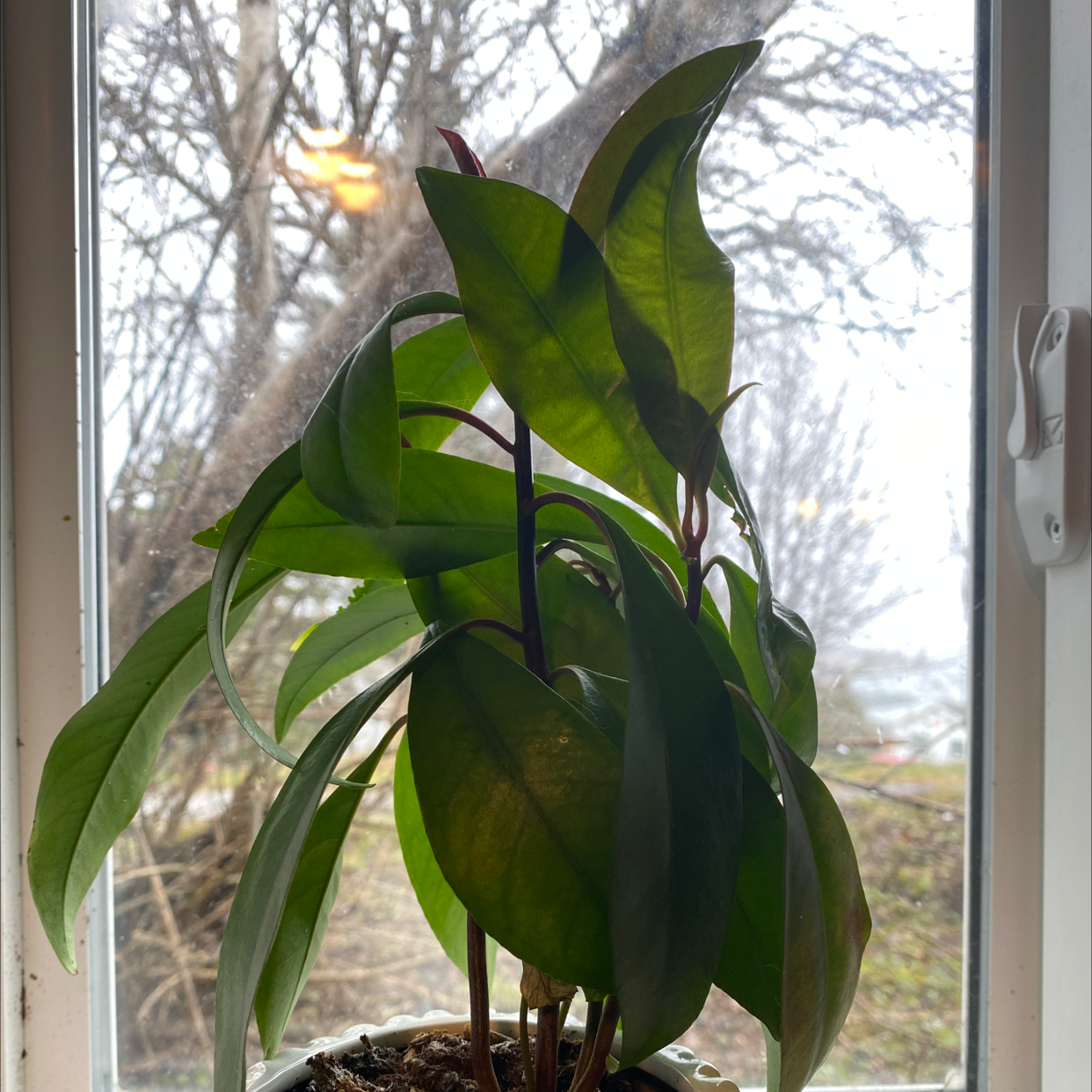 Shoebutton plant with broad green leaves near a window, healthy appearance.