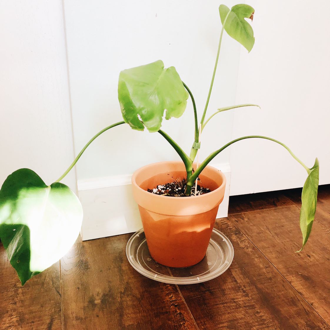 Monstera plant photo by @leannevila named Artemis on Greg, the plant care app.