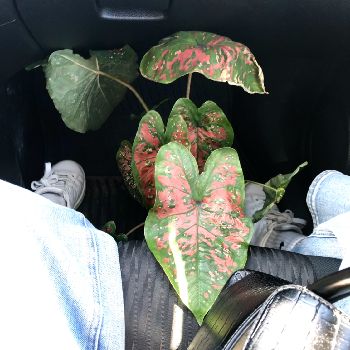 Photo of the plant species Red Flash Angel Wings by @leannevila named Jupiter on Greg, the plant care app
