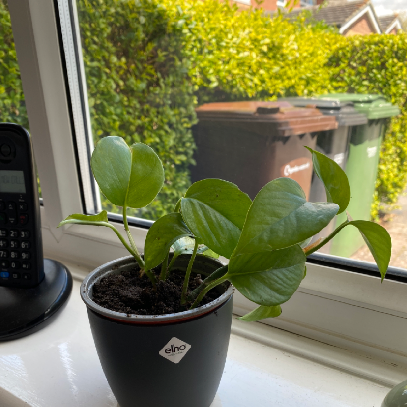 Taro Vine plant photo by @x.jess named jean paul on Greg, the plant care app.