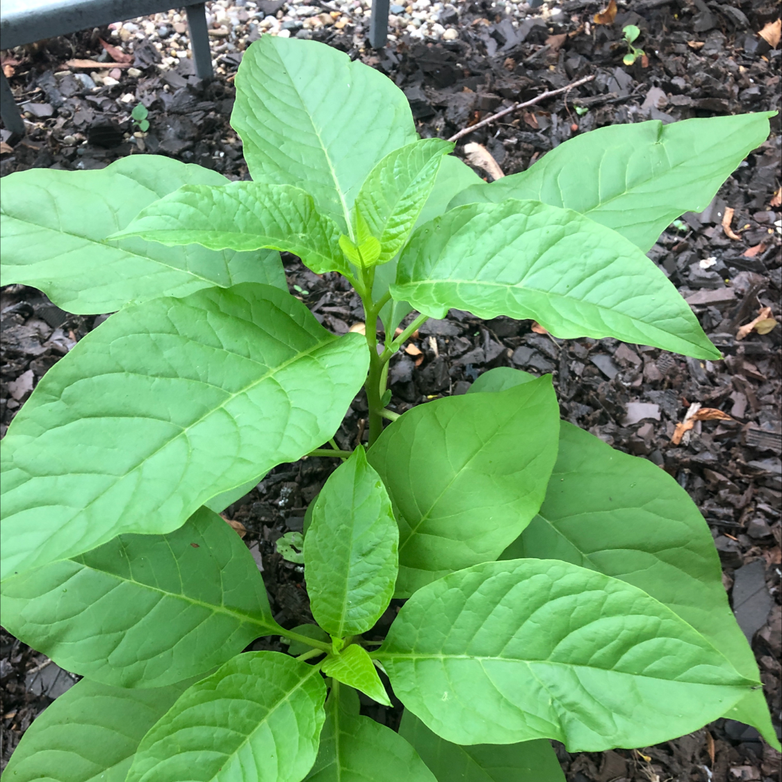 Healthy American Pokeweed plant with large green leaves and visible soil.