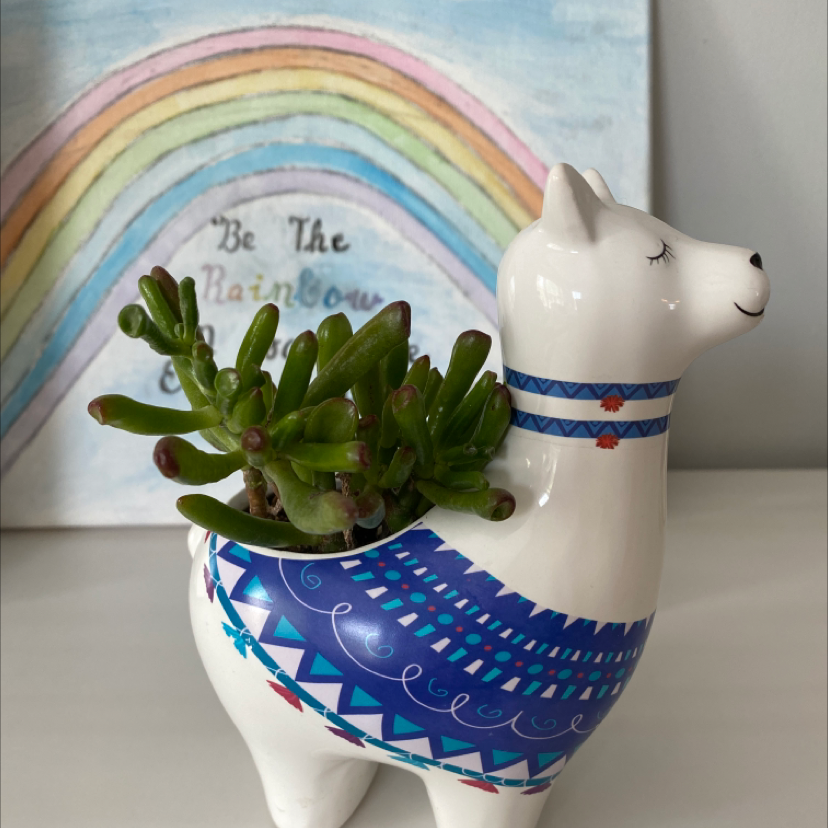 Lucky Plant plant photo by @Corinna_mae named Taco on Greg, the plant care app.