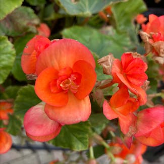 Tuberous Begonia plant in Somewhere on Earth