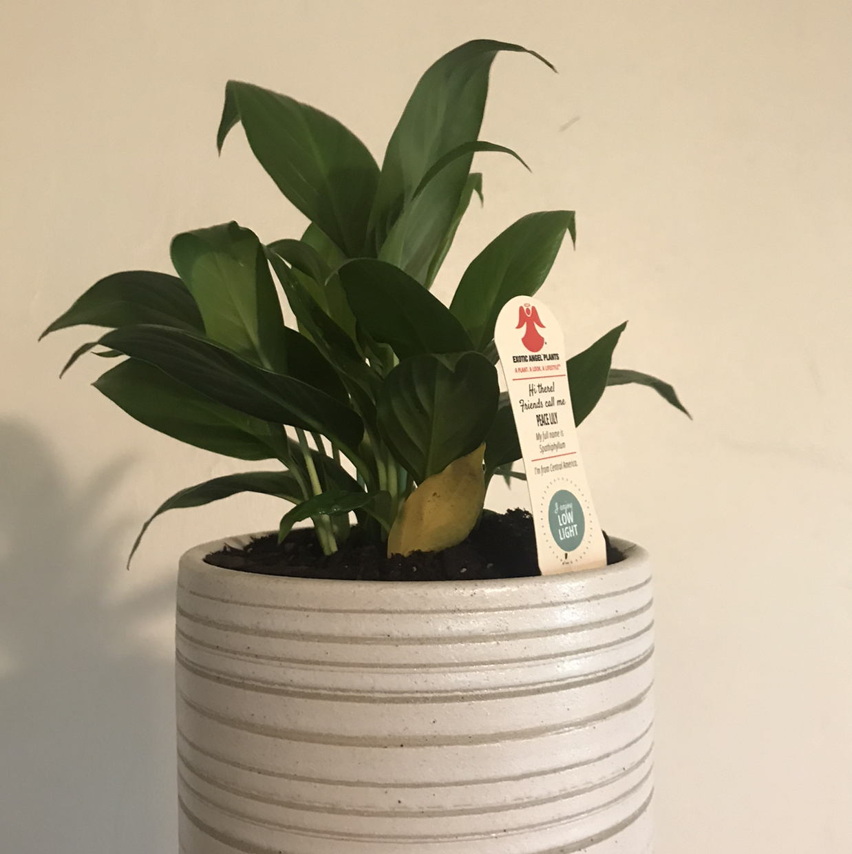 Peace Lily plant photo by @sera_plants named Lily on Greg, the plant care app.