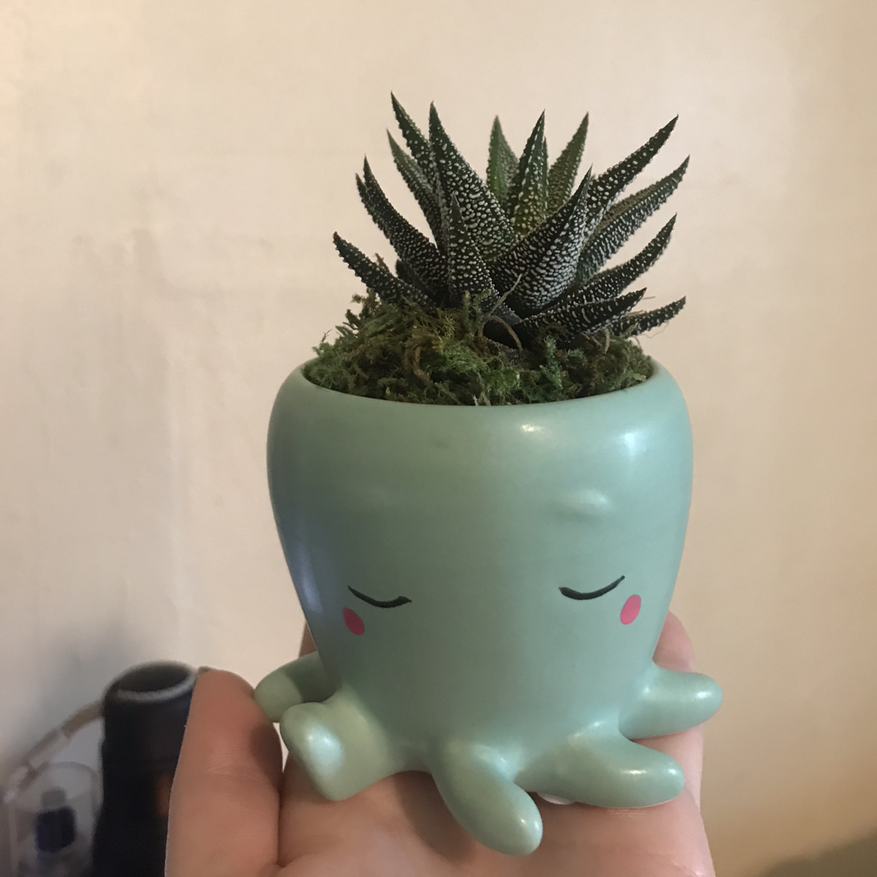 Zebra Plant plant photo by @sera_plants named Circe on Greg, the plant care app.