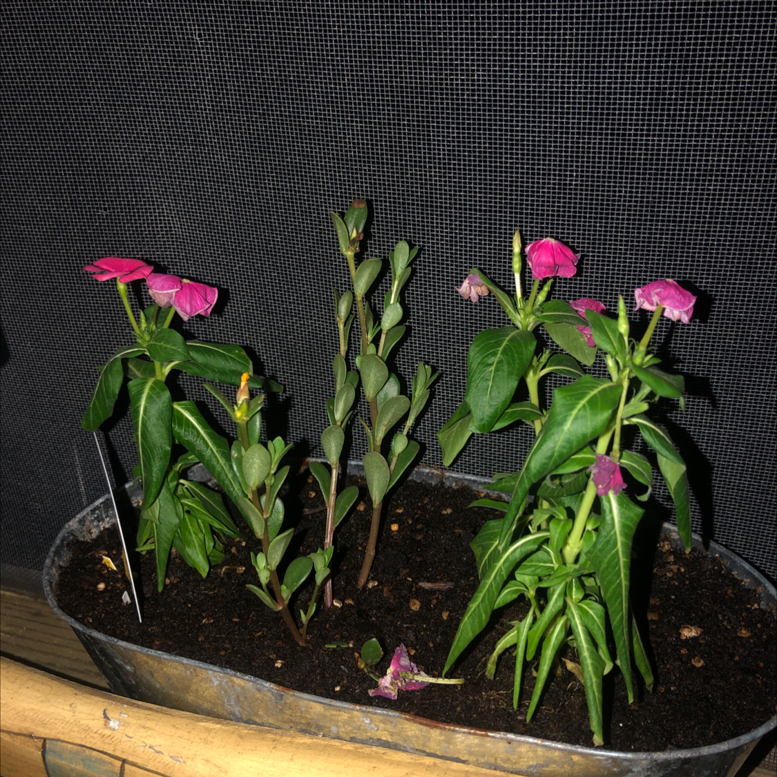 Potted Bright Eyes plant with pink flowers and visible soil.