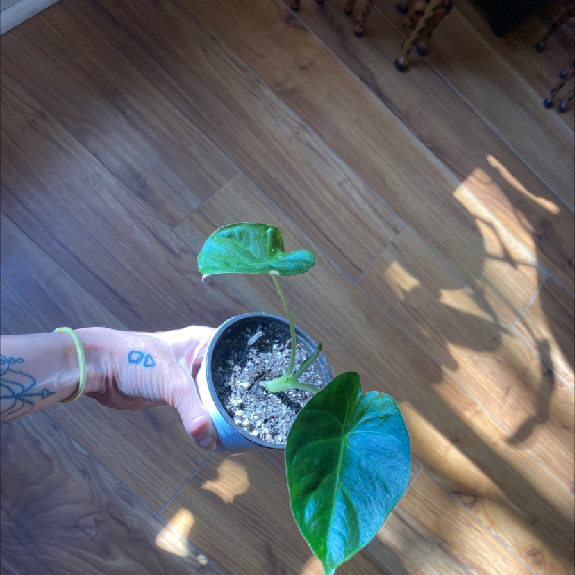 Alocasia 'Regal Shields' plant photo by @Shirreene named Groot on Greg, the plant care app.