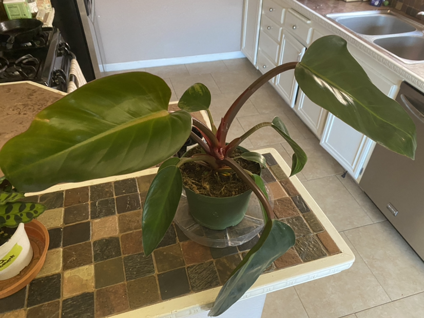 Photo of the plant species Philodendron 'Congo' by @Shirreene named Connie on Greg, the plant care app