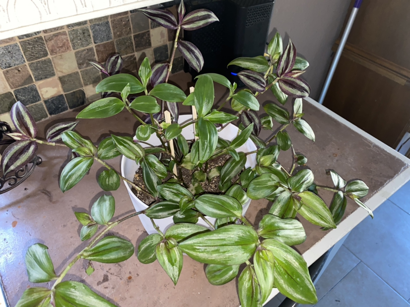 Spiderwort plant photo by @Shirreene named Medley on Greg, the plant care app.