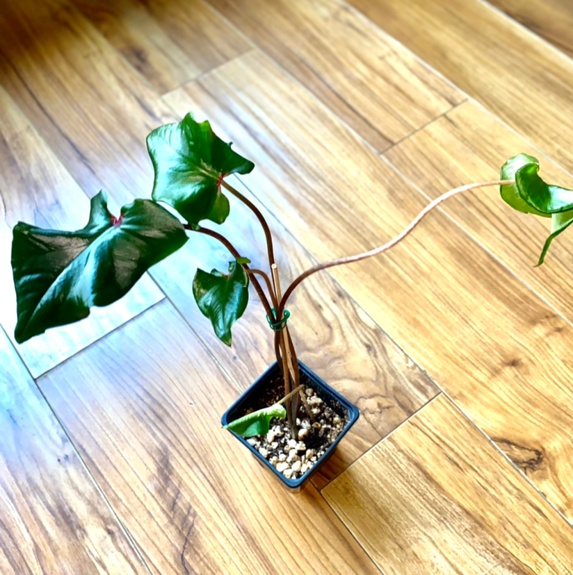 Plant care for Majesty Palm on Greg, the plant care app