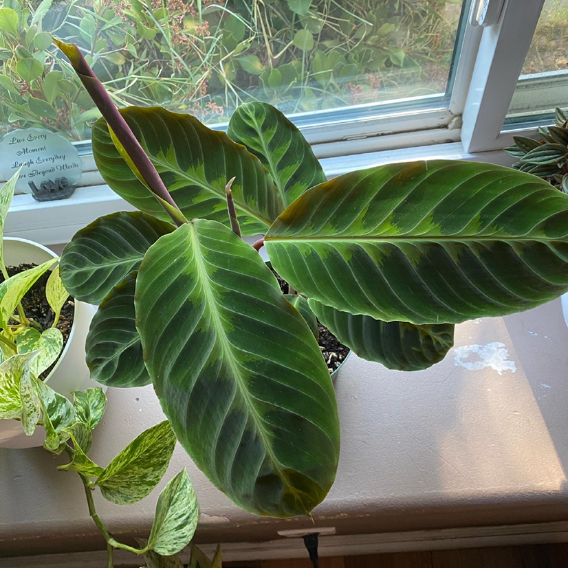 Rose Calathea plant photo by @Shirreene named Sabrina the baddie on Greg, the plant care app.