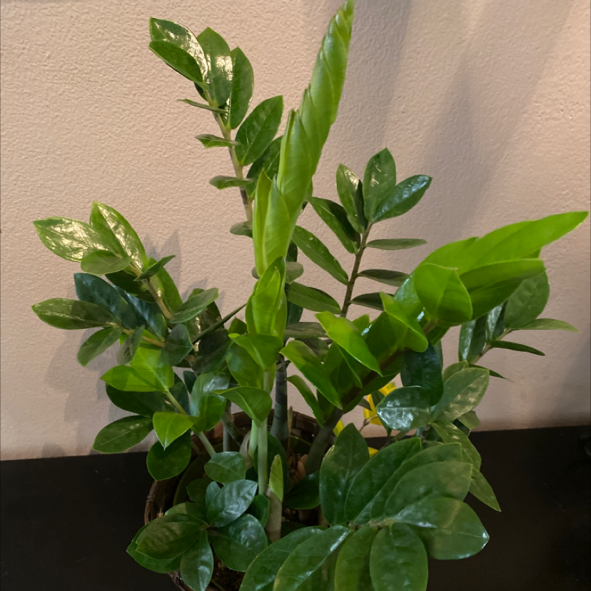 Zamioculcas Zamiifolia plant photo by @Shirreene named NyQuil on Greg, the plant care app.