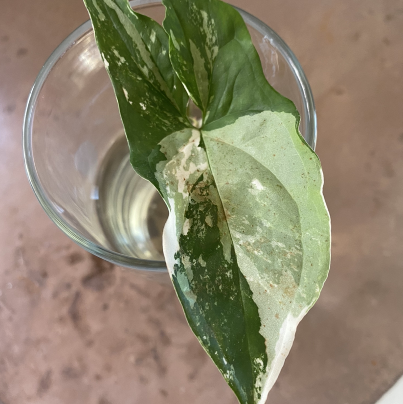Variegated Arrowhead Vine leaf in a glass of water, showing green and white variegation.