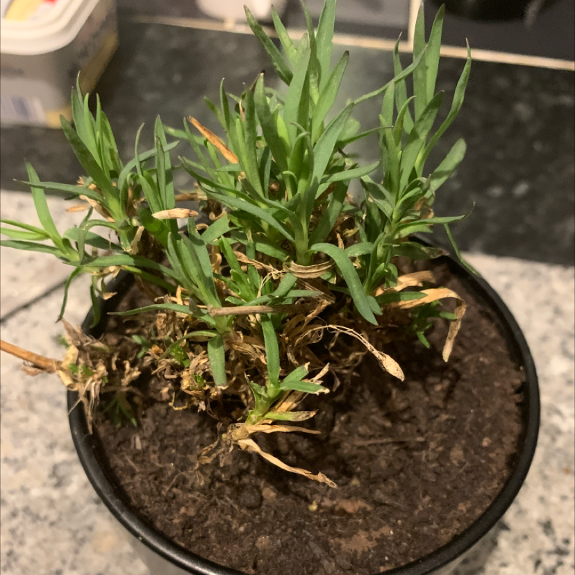 Potted Border Carnation plant with some browning and yellowing leaves.