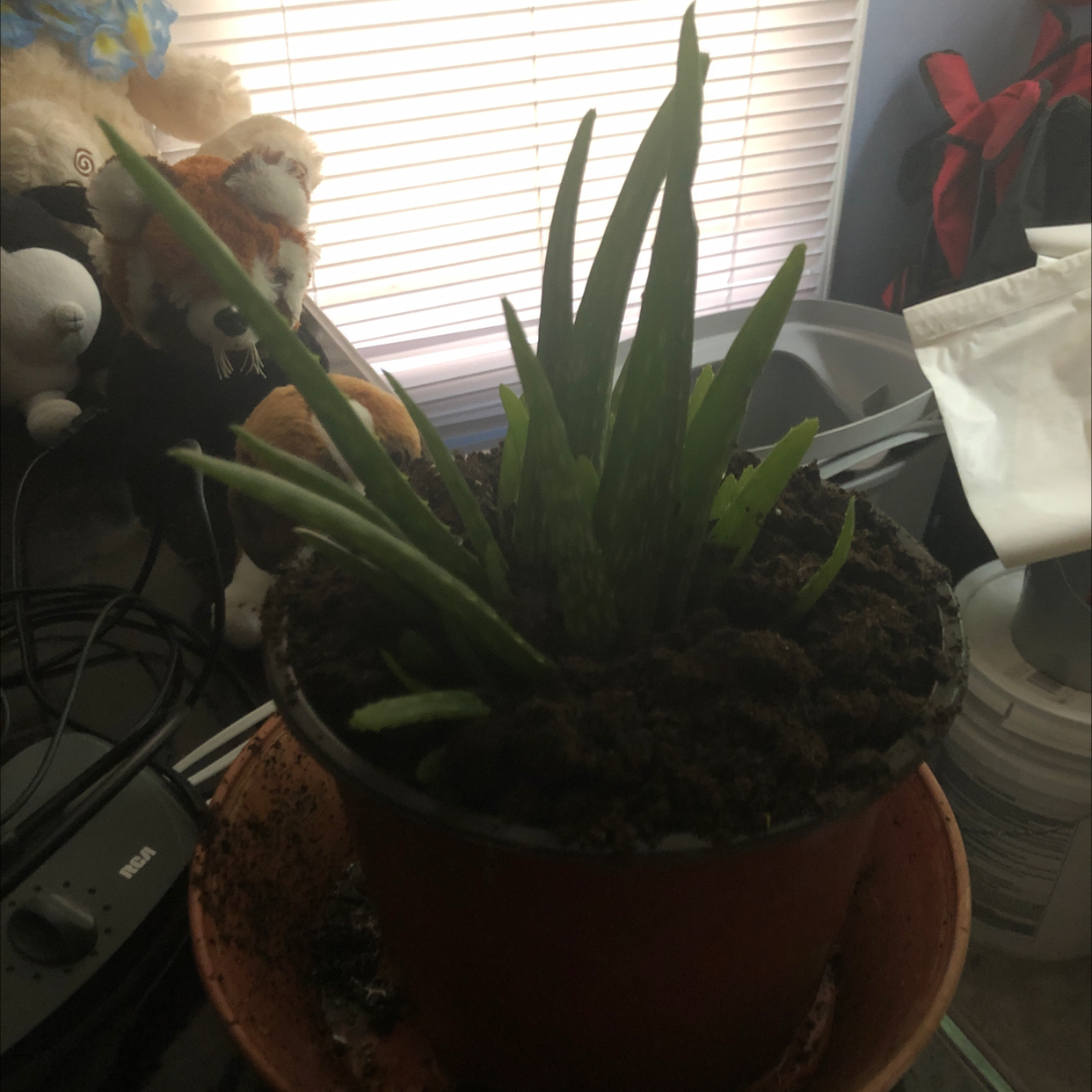 Aloe vera plant photo by Yami named Peter Parker on Greg, the plant care app.