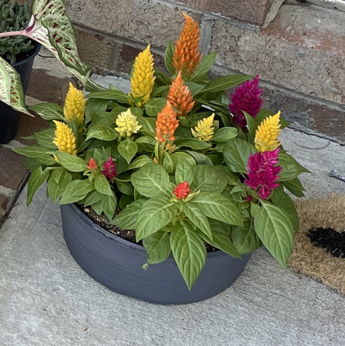 A healthy, colorful Cockscomb plant in a black pot with vibrant yellow, orange and magenta flower spikes and lush green foliage.